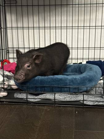 Female mini pig63860184946689121