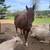 16h grade gelding 4 thumbnail