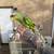 Lilac Amazon parrot (tame & talks) 14 thumbnail