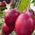 Tamarillo (tree tomato) 1 thumbnail