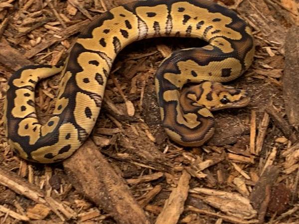 Clown Ball Python 1
