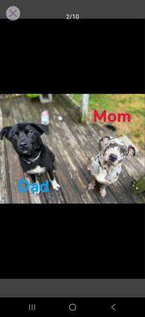 PUPPIES (Ashland City)63664482513921121