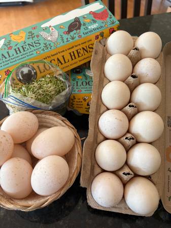 Duck Eggs 1