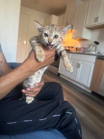 Savannah and bengal mix kitten (Santa Rosa)63696398179203124