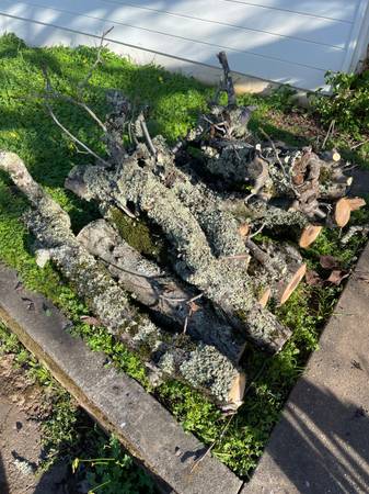 Walnut logs / free wood - Cloverdale 1