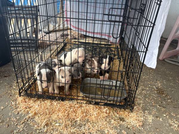 Rehoming Pitbull Puppies 1