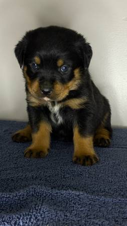 Rottweilers 1