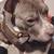 2yo Pitbull 2 thumbnail