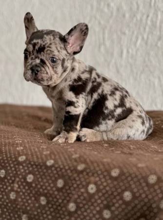 French Bulldog 1