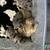 Frenchie pups 6 thumbnail