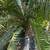 PALMS: Foxtails, Alexanders, Adonidias, and other plants 5 thumbnail