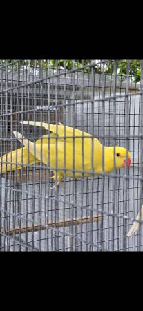 Indian ringneck63685532880897122