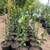 Valley Lemon Trees - 2 Feet Tall - Over 50 Citrus Varieties in stock 8 thumbnail
