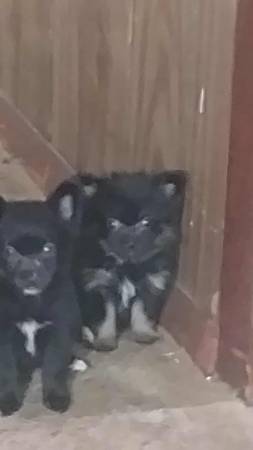 Chihuahua/Papillon63681505963649121