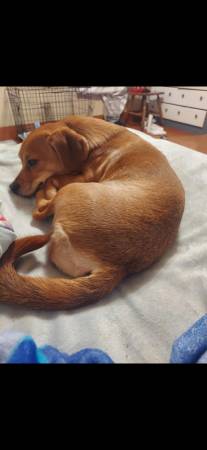 Chiweeni 2 years old and chug 1 year (Columbia ky)64018507486593120