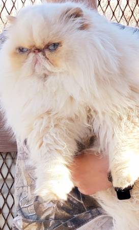 Himalayan female (Gladstone)64213662092930120