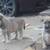 Husky/German shepard 12 thumbnail