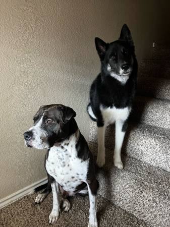 Rehoming Cooper (Pitbull Mix) & Rowan (Husky Mix)63839343267713121