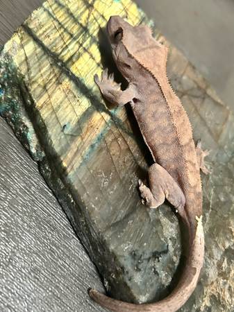 Gecko (Downey)63870036817025120