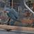 Parrot 1 thumbnail