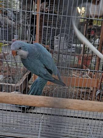 Parrot 1
