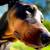 Beautiful Black/Rust Doberman Puppies 7 thumbnail