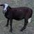 Ram Lambs 7 thumbnail