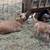 Nigerian dwarf  goats 8 thumbnail