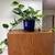 Super Healthy Pothos Plants in Blue Ceramic w/ Built-in Saucer 1 thumbnail