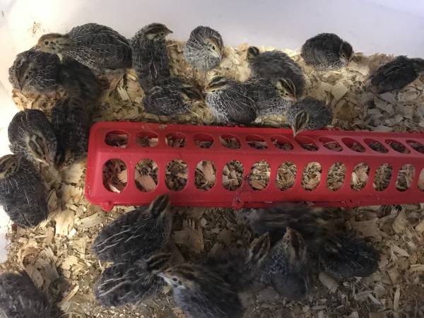 50 Jumbo Brown Coturnix Quail ~ 2 Weeks Old 1