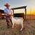 Boer goat 1 thumbnail