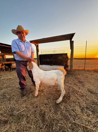 Boer goat 1