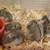 Dwarf Hamsters 2 thumbnail