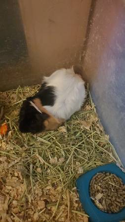 Female guinea pig 1