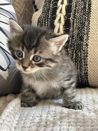 Kittens needing a new home (Auburn)63853464728963121