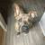 Foster Dog Needs Home!! 8 thumbnail