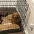 Male Toy poodle puppy for sale 1 thumbnail