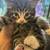 Manx kitten 6 thumbnail