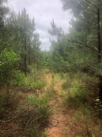 Wanted: Acreage-Timber, Ark-La-Tex 1