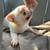 Fluffy Frenchy Mix 3 thumbnail
