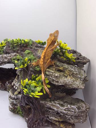 Baby crested Gecko looking for New Home 1