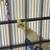 Cockatiels baby 2 thumbnail