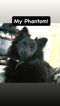 Pomeranian Rehoming 1