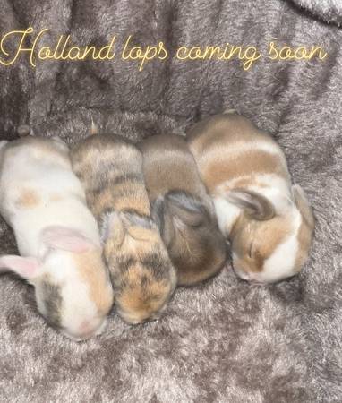 Holland lops bunnies 1