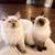 Ragdoll kittens 1 thumbnail