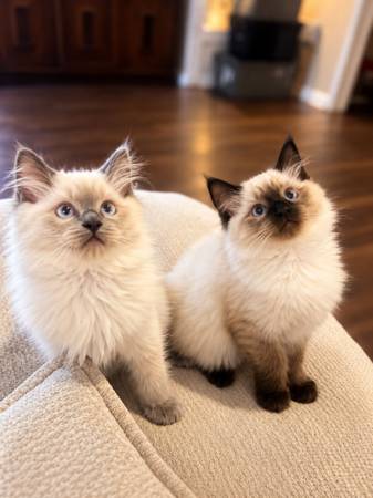 Ragdoll kittens 1