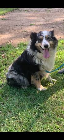 Australian Shepherd y Aussiedoodles (Ariton)63841380542467122