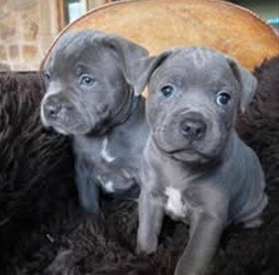 Pitbull 1