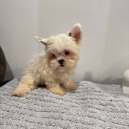 Tecup yorkie - $1,600 (Houston)62918240091522120