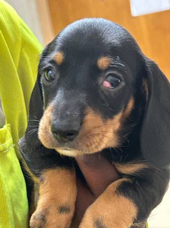 Mini dachshund puppies (Grandview)63937540222595122